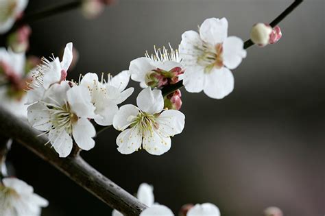 紅梅樹|ウメ（花ウメ）の種類（原種、品種）｜植物図鑑｜み 